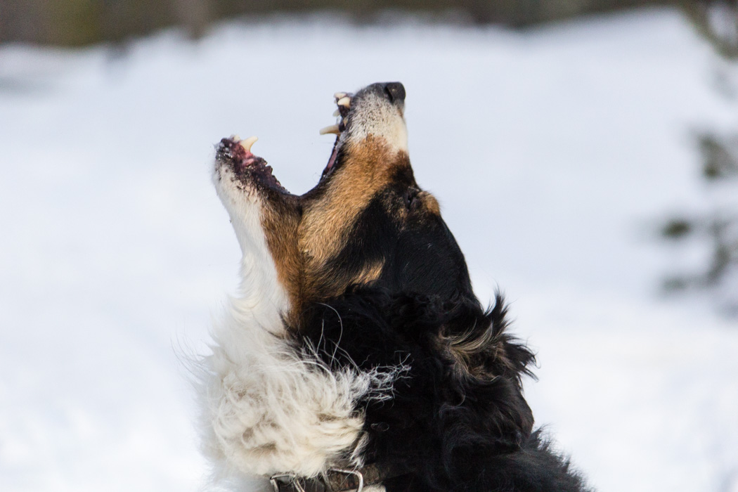 Schwedisch Lappland - 7 Abenteuer, die du erleben musst! z.B. Schneeschuhwandern mit Hund