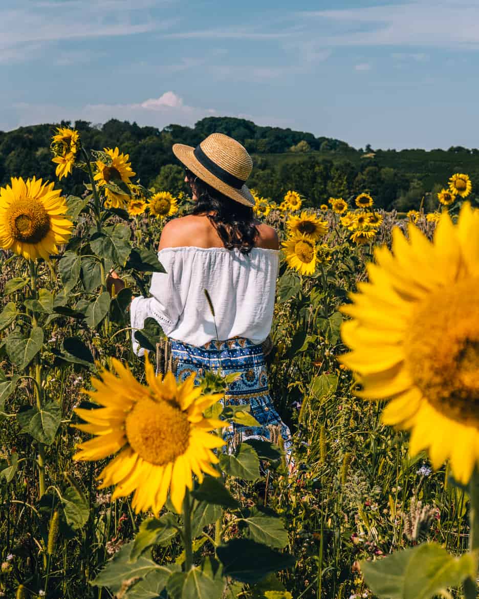 Sommer im Renchtal - ein Hauch Toskana im Schwarzwald: Sonnenblumen pflücken