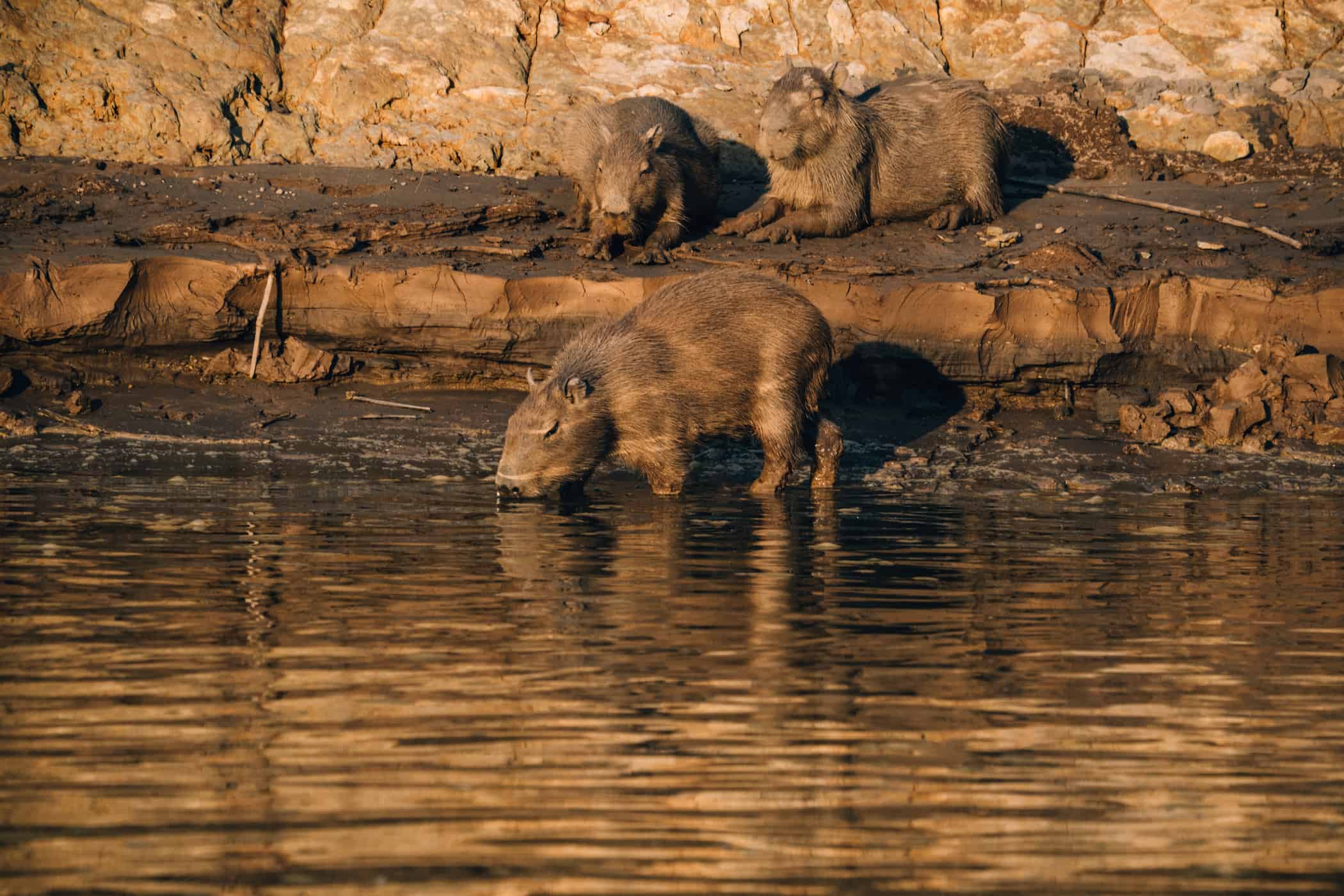 Amazonas Tour in Peru - Dschungelabenteuer in Puerto Maldonado: Wasserschweine zum Sonnenuntergang am Tambopata Fluss