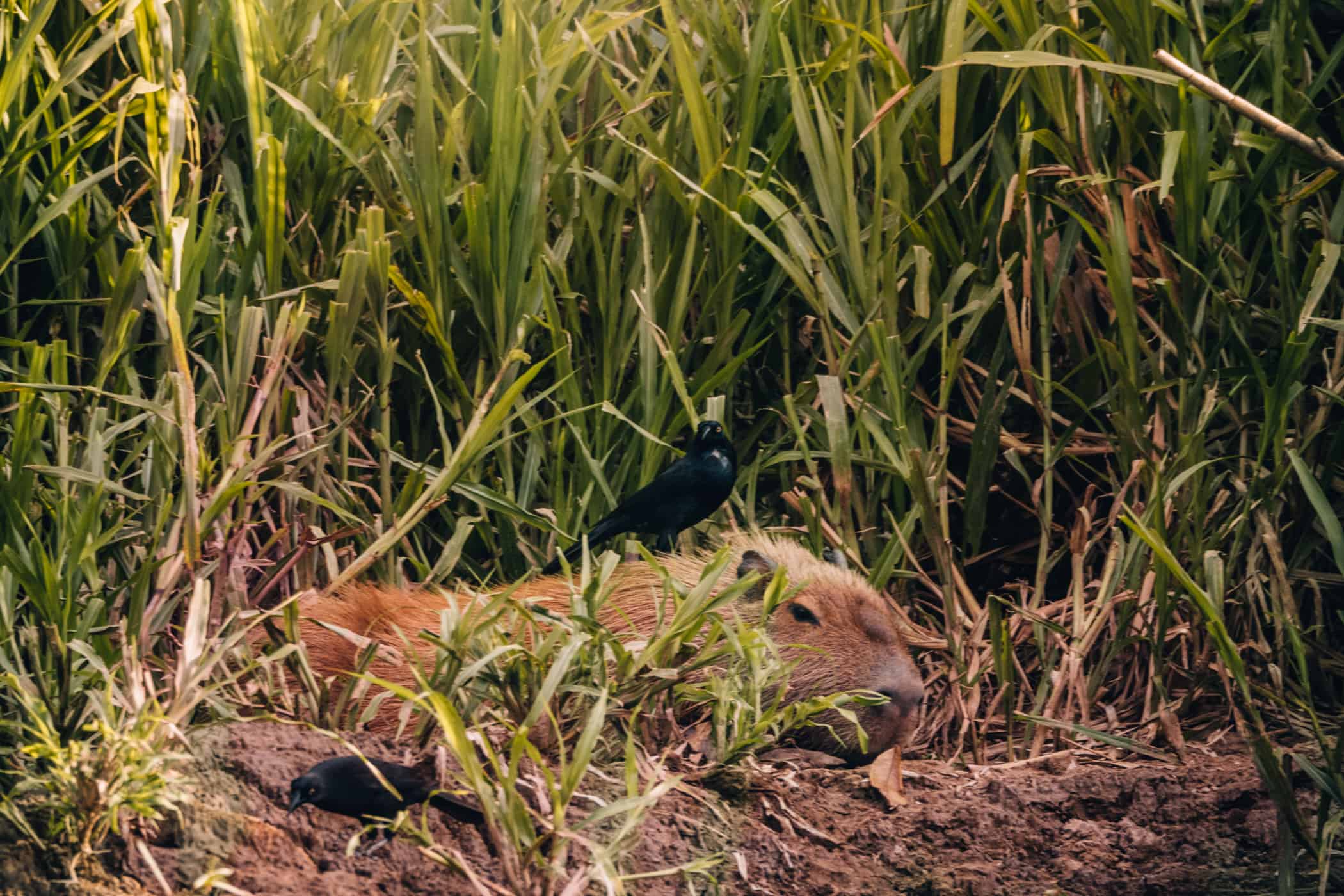 Amazonas Tour in Peru - Dschungelabenteuer in Puerto Maldonado: Wasserschweine am Tambopata Fluss