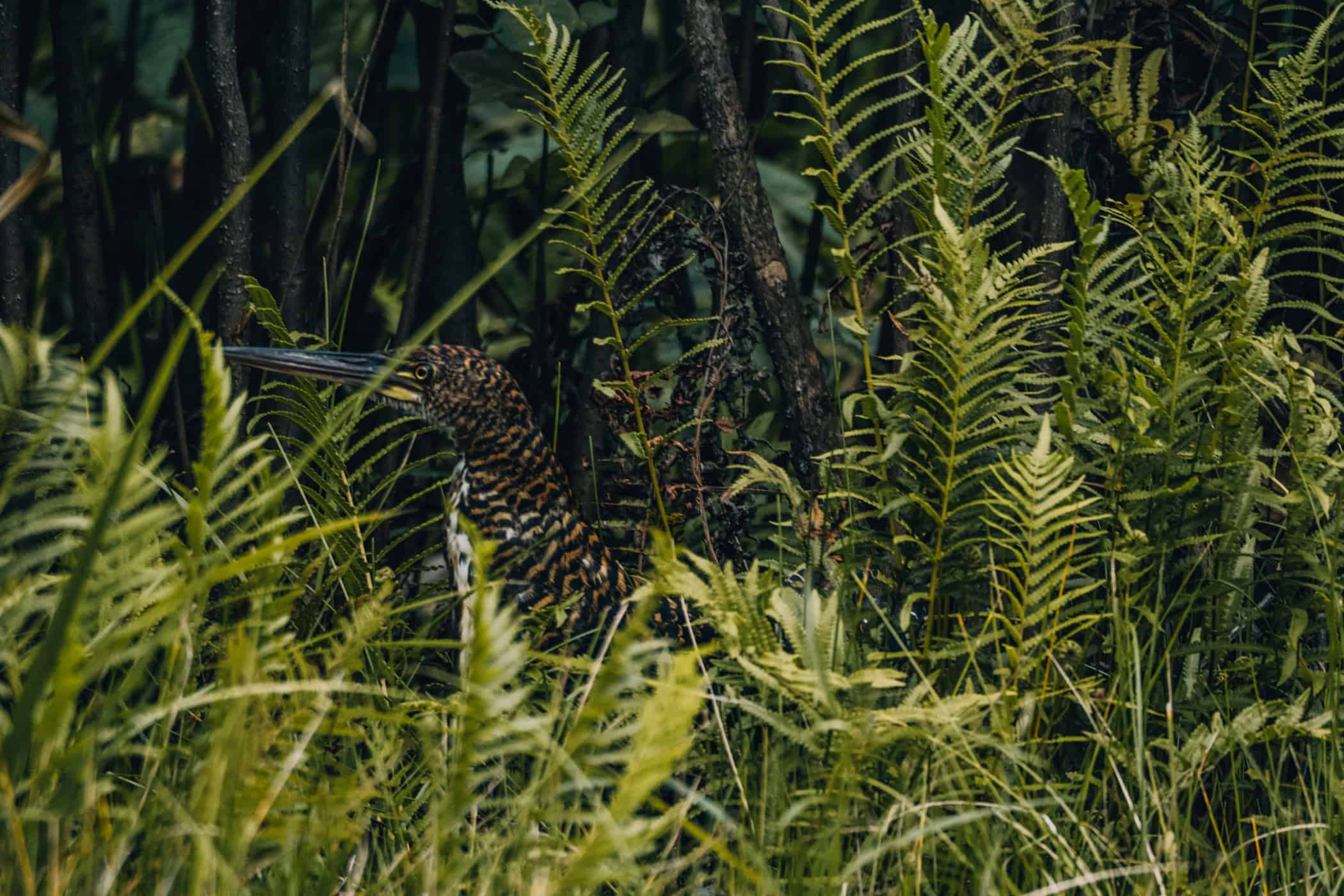 Amazonas Tour in Peru - Dschungelabenteuer in Puerto Maldonado: Am Ufer des Sachavacayoc Sees