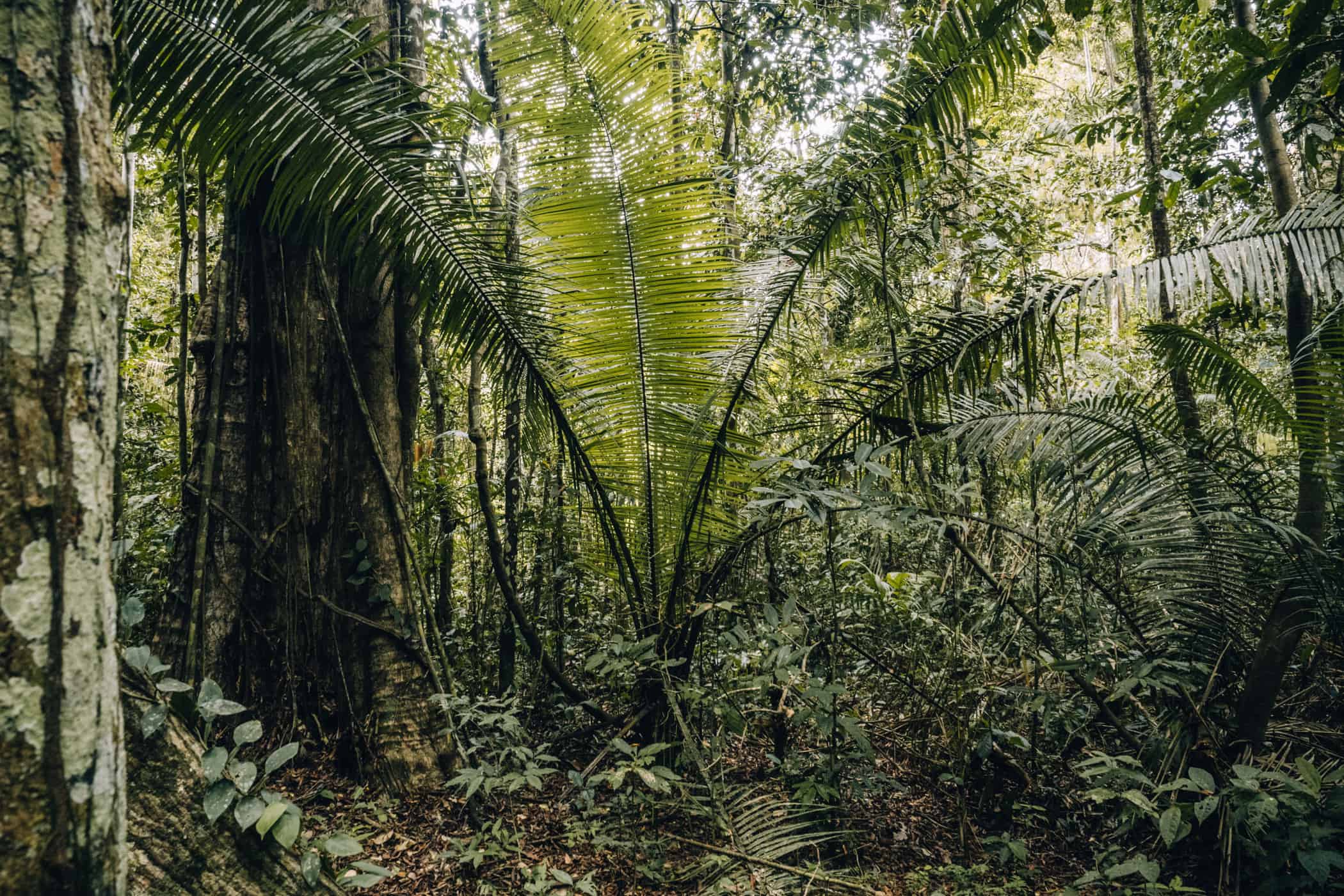 Amazonas Tour in Peru - Dschungelabenteuer in Puerto Maldonado: Palmen im Dschungel