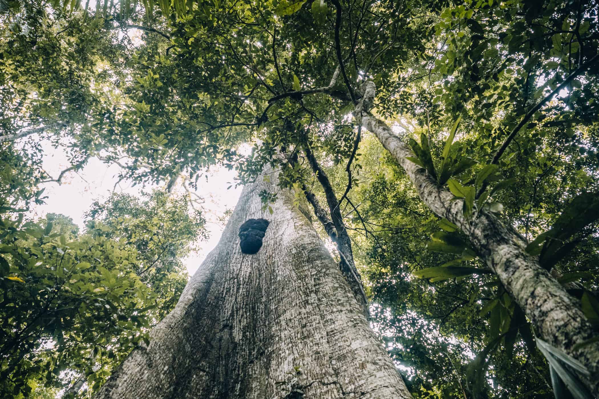 Amazonas Tour in Peru - Dschungelabenteuer in Puerto Maldonado: Dschungelexkursion