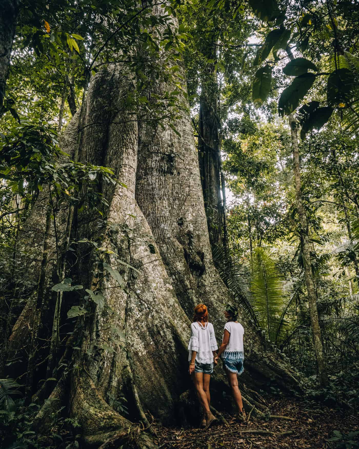 Amazonas Tour in Peru - Dschungelabenteuer in Puerto Maldonado: Urwaldriesen während der Dschungelexkursion