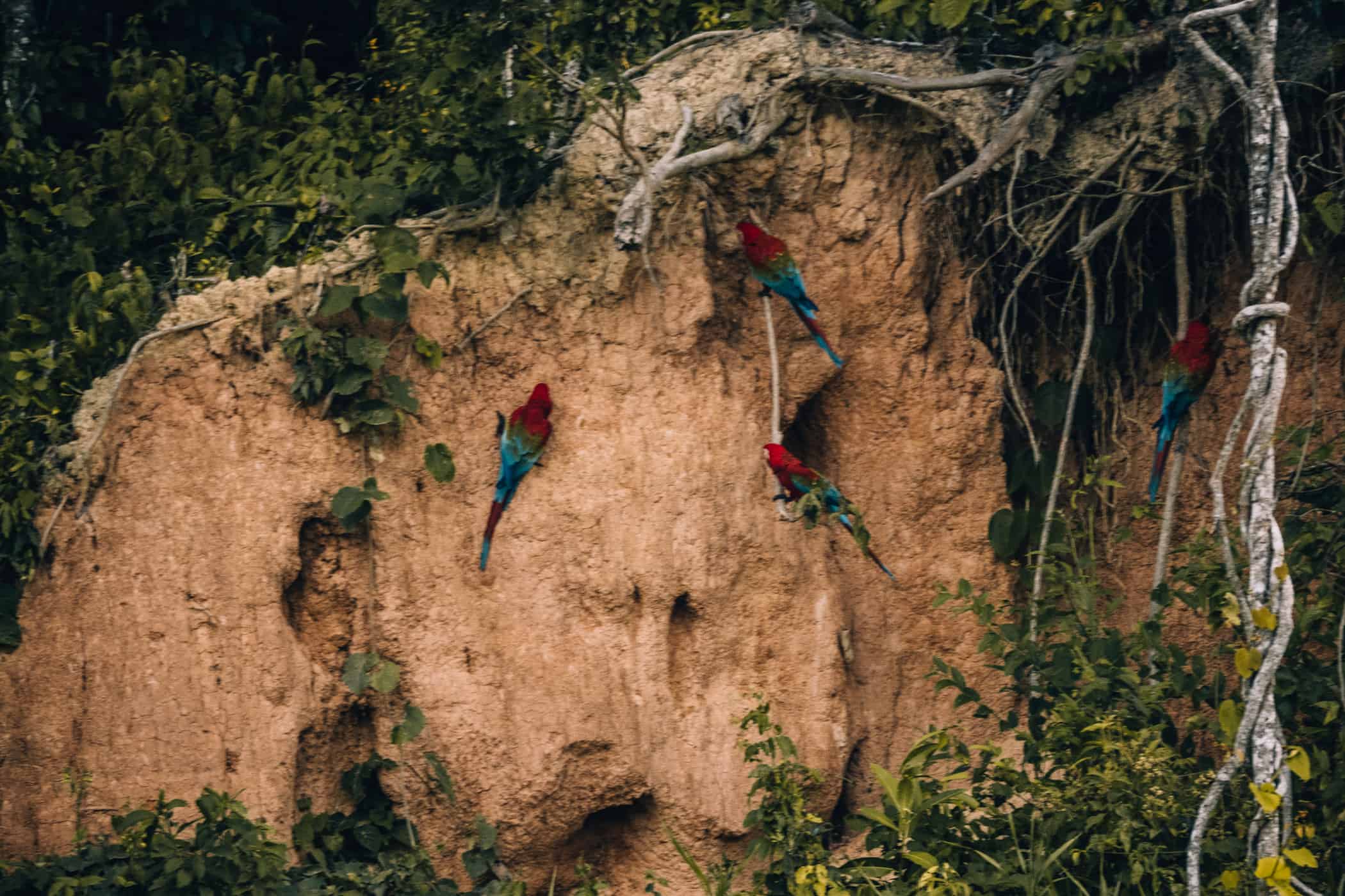 Amazonas Tour in Peru - Dschungelabenteuer in Puerto Maldonado - Aras Lehmbank
