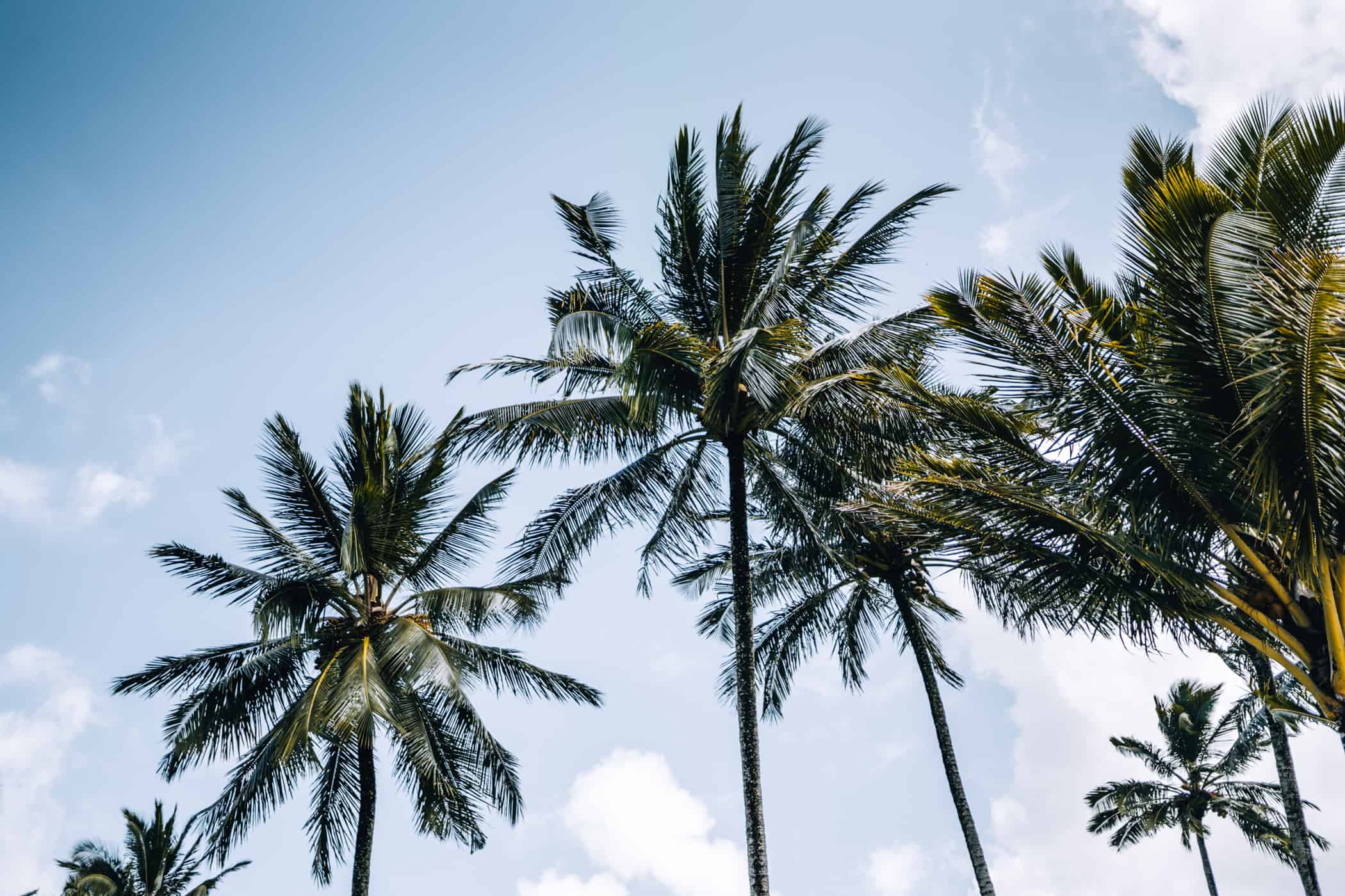 Kauai - Strände, Wandern & Ausflugsziele: Die Garteninsel von HawaiiKauai - Strände, Wandern & Ausflugsziele: Palmen am Hanalei Beach