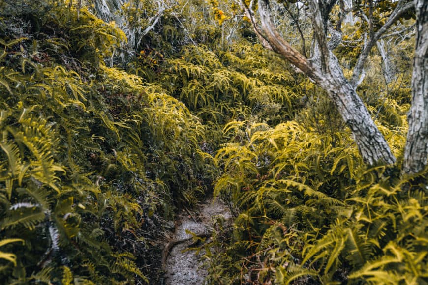 Kauai - die schönsten Strände, Wanderungen & Ausflugsziele