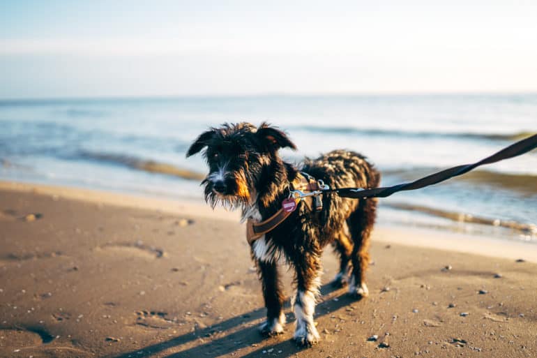 Usedom mit Hund 11 Tipps für einen entspannten OstseeUrlaub