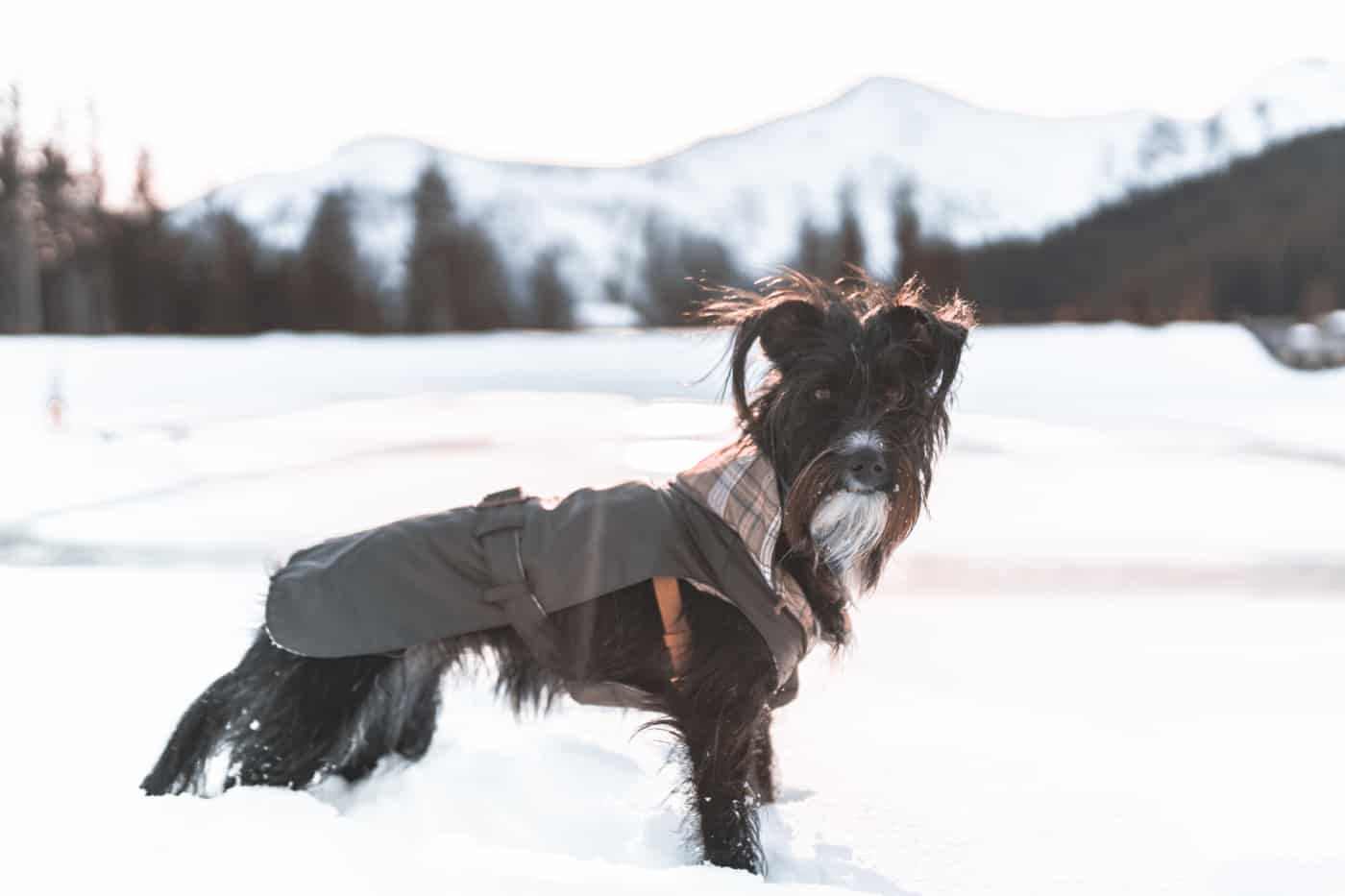 Winterurlaub mit Hund