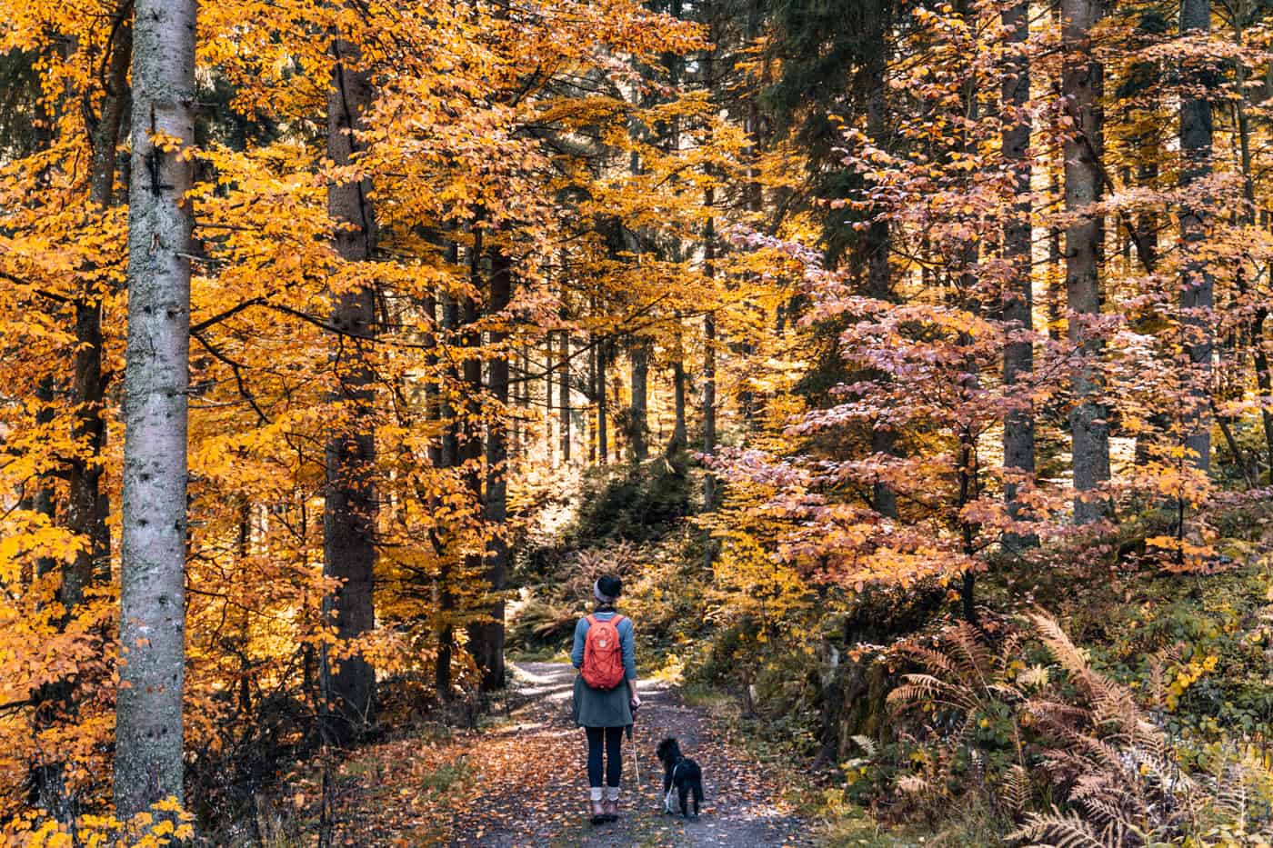 Wandern im Südschwarzwald - die schönsten Touren: Hochschwarzwälder Hirtenpfad