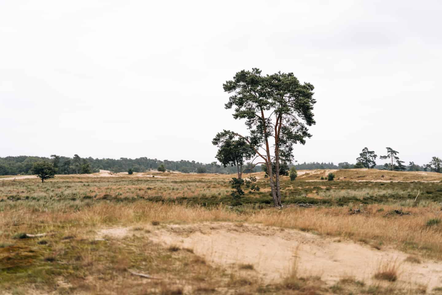 Rund um 's-Hertogenbosch - Camping im Herzen von Brabant: Nationalpark De Loonse en Drunense Duinen