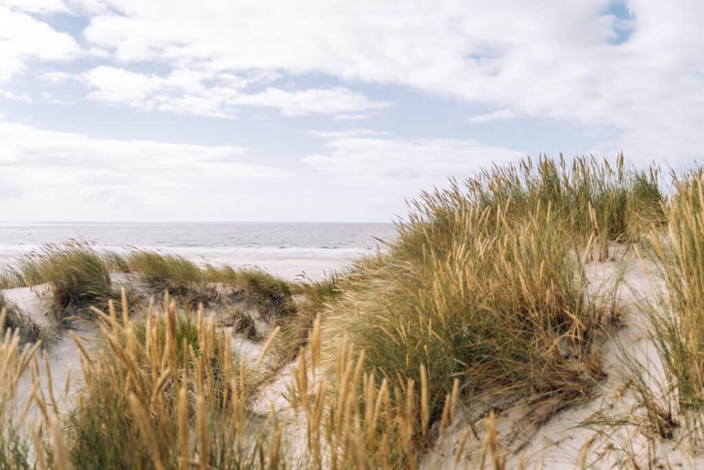 Amrum Urlaub mit Hund (und Baby) Tipps, Wanderungen & Ausflugsziele