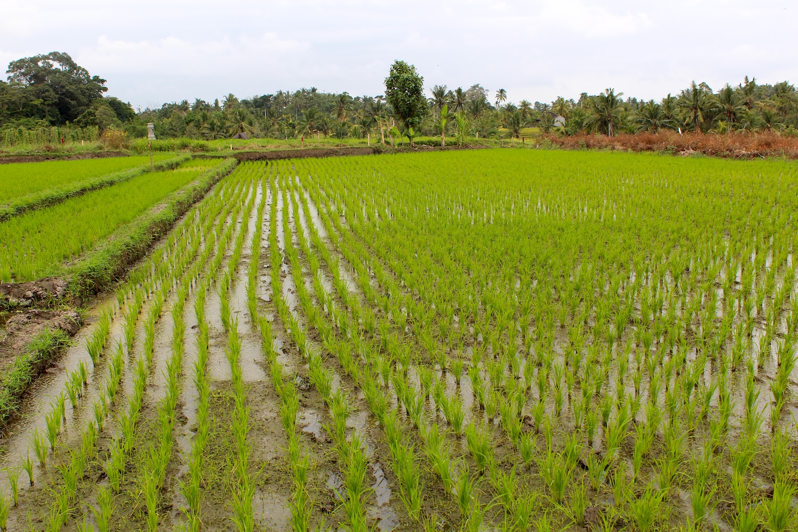  Bali  Tipp Die Reisfelder  von Jatiluwih